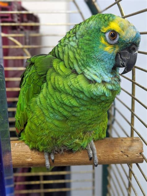 Parrot too fat to fly after eating too many crisps slims down and soars again | Metro News