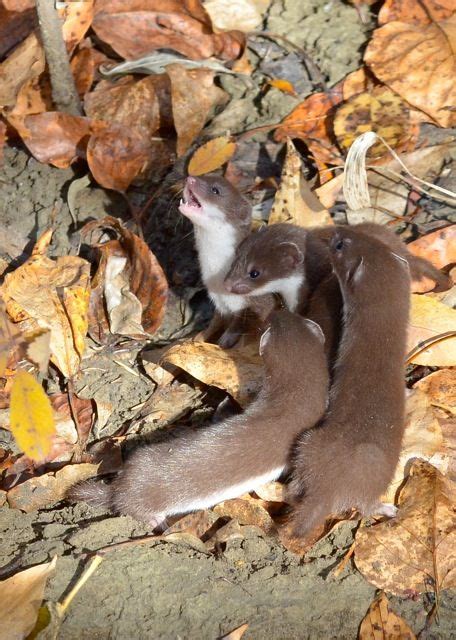 1000+ images about WEASELS on Pinterest | Ferrets, Mongoose and Mink