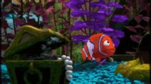 Bubbles!!! GIF - Nemo Bubbles Scared - Discover & Share GIFs