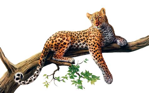 Free Jaguar PNG Transparent Images, Download Free Jaguar PNG Transparent Images png images, Free ...