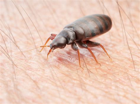 How Exterminators Get Rid of Bed Bugs (2024) | Today's Homeowner