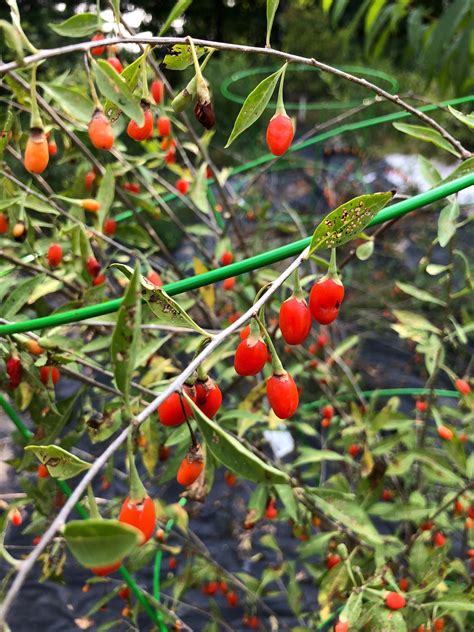 10 Goji Lycium barbarum- Wolfberry Seeds | Plant care, Seed starting, Seeds