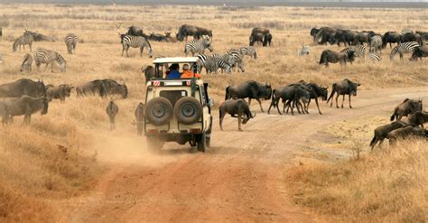 5 Best Safari Parks to Visit in Tanzania - Blog - Road Scholar ...