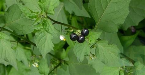 12 Health Benefits Of Black Nightshade (Solanum Nigrum) Leaves