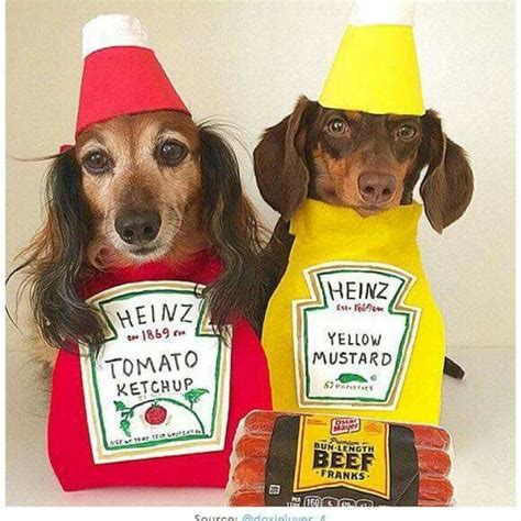 20 Creative Ways To Dress Your Weenie This Halloween - BarkPost