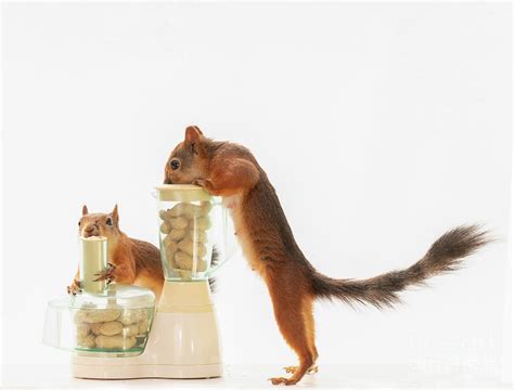 Red Squirrels Holding A Food Processor With Peanuts Photograph by Geert ...