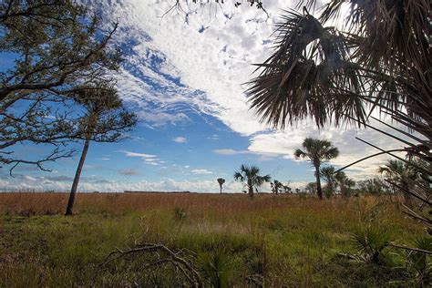 Scenic Vistas Of Kissimmee Prairie Preserve State Park In Florida Photo Background And Picture ...