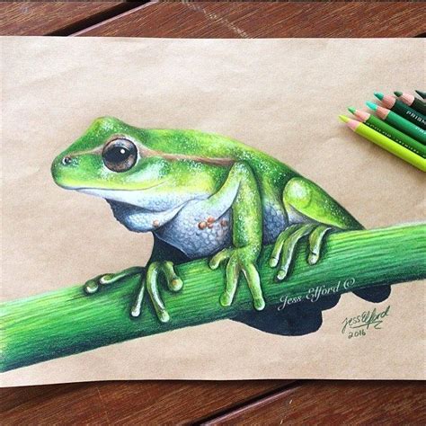 Realistic green tree frog drawing by Jess Elford. Drawn with prismacolor pencils on tab paper 🐸 ...