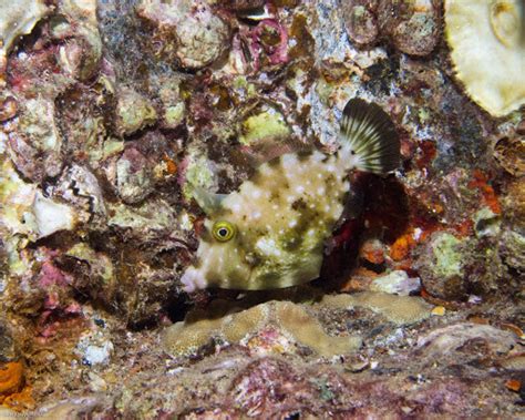 Shy Filefish (Reef Fish of the Hawaiian Islands) · iNaturalist