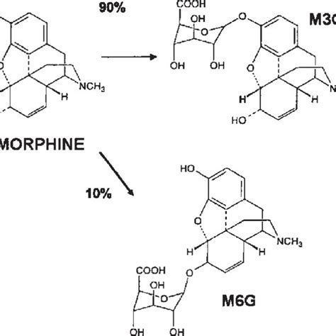 Intermediates on the morphine synthetic pathway in mammals: enzymes... | Download Scientific Diagram