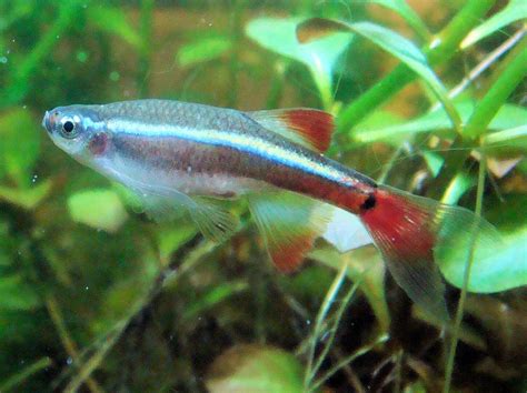 White Cloud Mountain Minnow Fish Species Profile