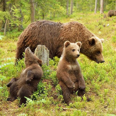 In an effort to keep black bears safe, Yosemite National Park has ...