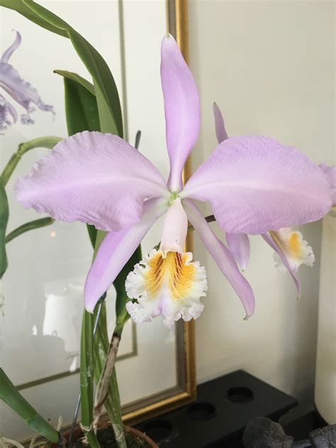 Cattleya mossiae var concolor 'Canaima's Heaven' AM/AOS - Orchid Board - Most Complete Orchid ...