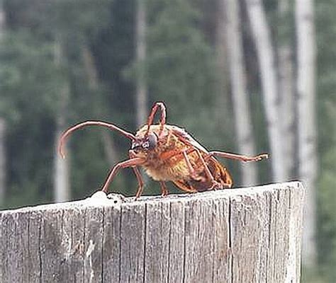 long-horned wood-boring beetle - PEST CONTROL CANADA