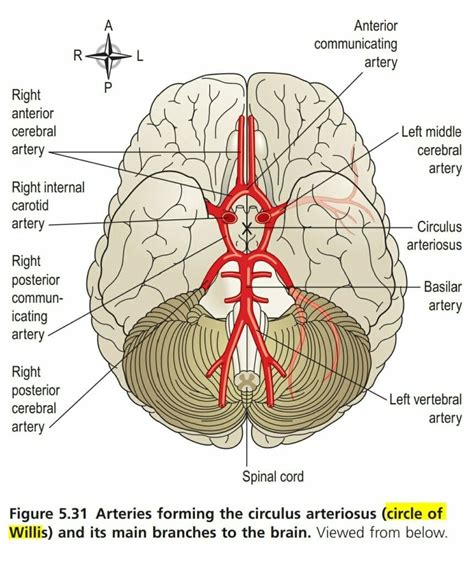 Circle of Willis or Circulus Arteriosus - The Nurse Page