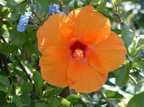 Orange Hibiscus Plant at Rs 20/piece | N. H. No. 08 Road | Vadodara ...