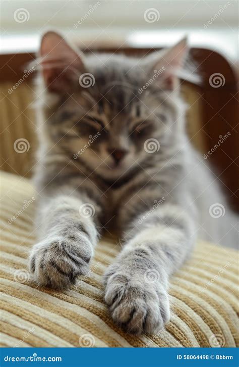 Grey cat (kitten) sleeping stock photo. Image of furry - 58064498