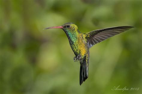 Acrobat | Acrobatics, Photo, Animals