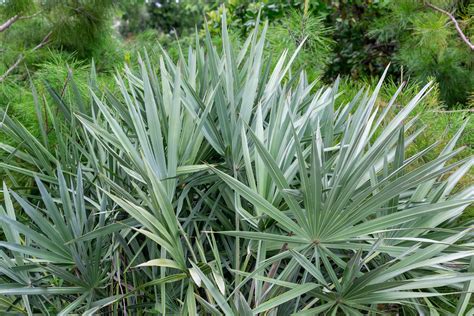 Silver Saw Palmetto • Just Fruits and Exotics