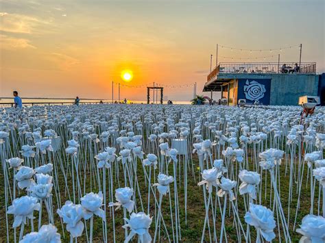 Watch Colorful Roses Come to Life at Night in 10,000 Roses Cafe » Shellwanders