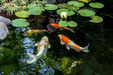 Koi Fish Medications - Types of Medications and Uses