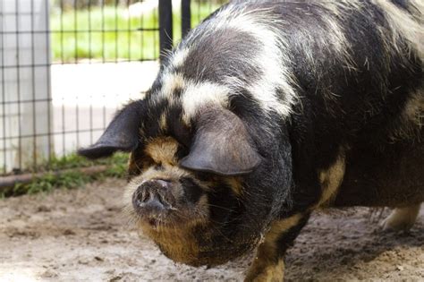 KUNEKUNE PIG - Hattiesburg Zoo