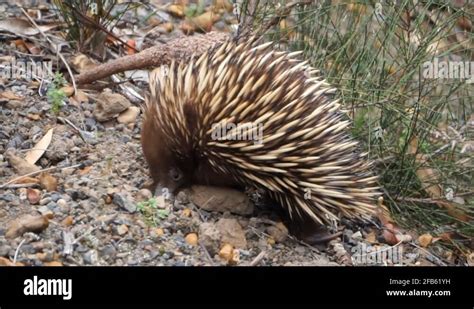 Spiny anteater egg Stock Videos & Footage - HD and 4K Video Clips - Alamy