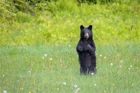 Maine Black Bear. | Black bear, Maine new england, Bear