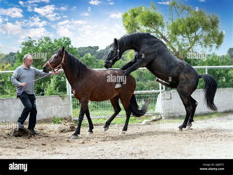 Two horses mating in a morning of spring Stock Photo - Alamy