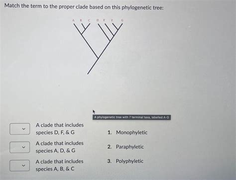 Solved How many monophyletic groups are in this phylogenetic | Chegg.com