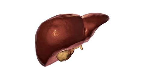 Understanding Your Liver: Location, Function, and Complexity