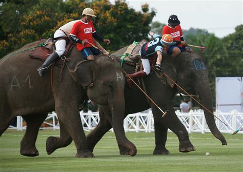 King’s Cup Elephant Polo 2018 in Thailand - Rove.me