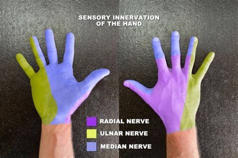 Median Nerve Hand