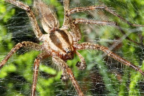 Funnel Weaver Spiders - North American Insects & Spiders