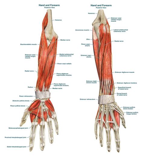 Hand And Forearm Muscle Anatomy Anterior View And Posterior View