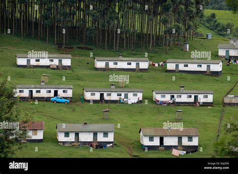 KENYA Kericho, tea plantation, housing colony for tea worker Stock ...