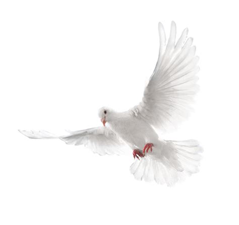 Columbidae Holy Spirit Doves as symbols - White flying pigeon PNG image png download - 2128*2008 ...