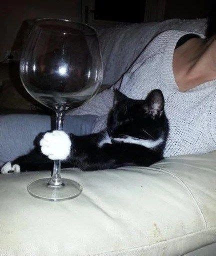 Top 10 Images of Cats Drinking Wine | Cat drinking, Cats, Funny cats