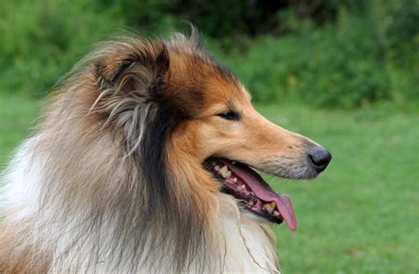 Rough Collie Dog Portrait Free Stock Photo - Public Domain Pictures