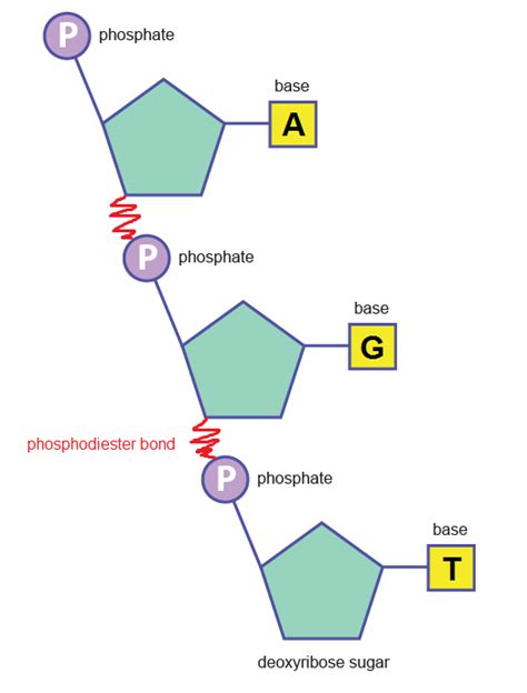 Structure of DNA and RNA | The A Level Biologist - Your Hub