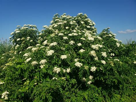 Sambucus canadensis - Bird Gardens