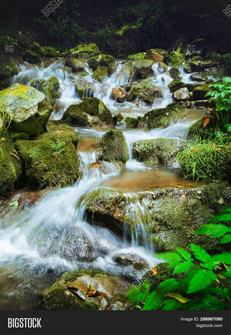 Stream Forest Nature. Image & Photo (Free Trial) | Bigstock