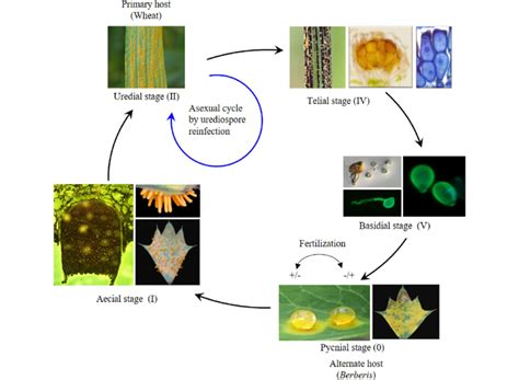 Life cycle of Puccinia striiformis f. sp. tritici | Download Scientific ...