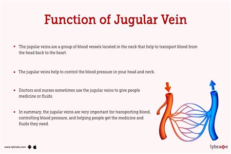 Jugular Vein (Human Anatomy): Image, Functions, Diseases and Treatments