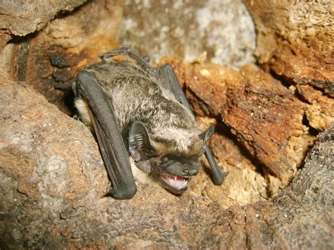 Identifying British Bats - Acer Ecology