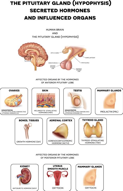 Pituitary Gland Disorders