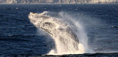 Monterey Whale Watching Season | + 7 Must-Know Tips