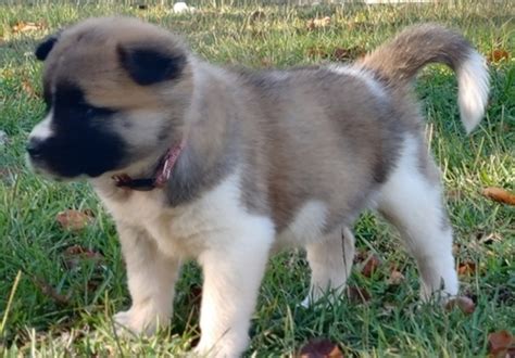 Akita Puppies for adoption | PostAds.ph