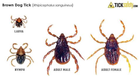 Brown Dog Tick (Rhipicephalus sanguineus) • TickSafety.com