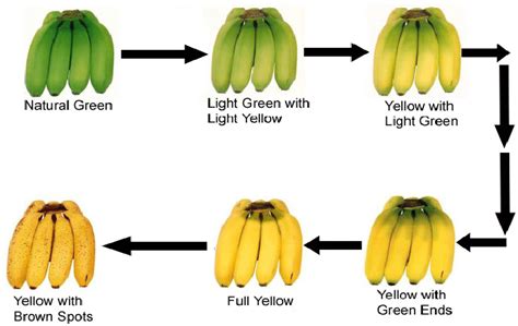 Different stages of the banana ripening process. | Download Scientific Diagram